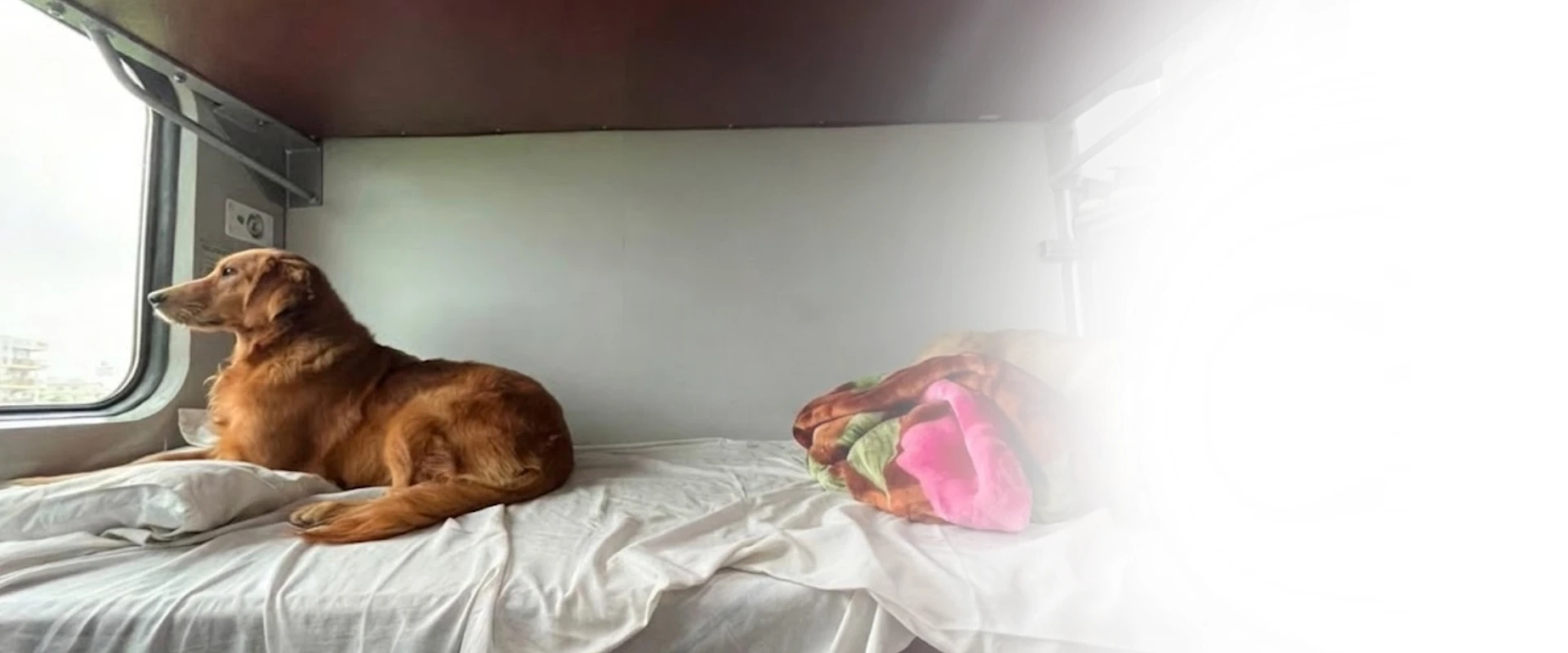 Pet relocation by train
